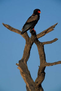 Bateleur African Raptor Bird Poster Print by Paul Souders, showcasing the beauty of the bird in its natural habitat.