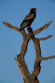 Bateleur African Raptor Bird Poster Print by Paul Souders, showcasing the beauty of the bird in its natural habitat.