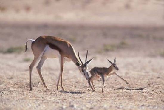 Mother Springbok with Newborn in Kalahari Gemsbok National Park