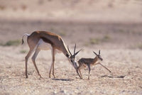 Mother Springbok with Newborn in Kalahari Gemsbok National Park