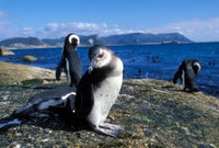 Jackass Penguin along the coastline of South Africa poster print by Paul Souders.