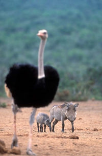Warthog and Offspring Poster Print by Paul Souders from Addo National Park, South Africa