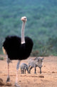 Warthog and Offspring Poster Print by Paul Souders from Addo National Park, South Africa