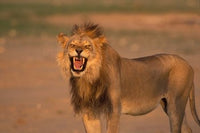 Majestic lion poster print from Kgalagadi Desert, stunning wildlife art.