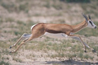 Springbok running through desert landscape poster print by Paul Souders