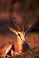 Springbok wildlife poster print showcasing Kalahari Desert by Paul Souders