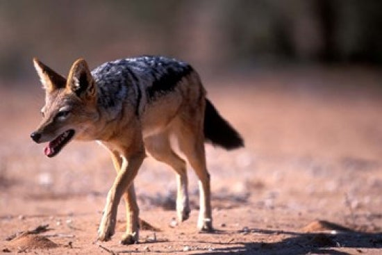 Kgalagadi Kalahari Black Backed Jackal Poster Print by Paul Souders