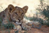 Lion Cub Resting During the Heat of Day - Poster Print by Paul Souders