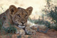 Lion Cub Resting During the Heat of Day - Poster Print by Paul Souders
