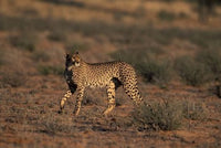 Cheetah in Kgalagadi Transfrontier Park Poster Print by Paul Souders