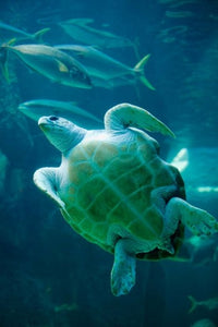 Leatherback Turtle poster print showcasing marine life in Cape Town.