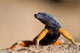 Flat Lizard Poster Print by Paul Souders showcasing vibrant colors.