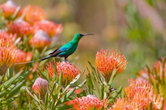 Malachite Sunbird Poster Print by Ralph H. Bendjebar showcasing vibrant colors and detailed bird design.