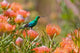 Malachite Sunbird Poster Print by Ralph H. Bendjebar showcasing vibrant colors and detailed bird design.