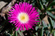 Pink Flower poster print from Kirstenbosch Gardens, South Africa by Ralph H. Bendjebar