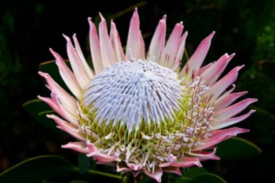 Flowers at Kirstenbosch Gardens Poster Print by Ralph H. Bendjebar showcasing vibrant blooms