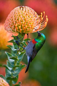 Double-collared Sunbird Poster Print by Ralph H. Bendjebar showcasing vibrant colors and details.