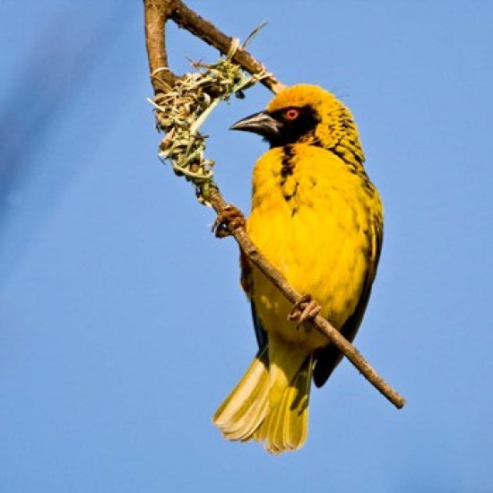 Masked Weaver Bird Poster Print by Ralph H. Bendjebar showcasing vibrant colors and details.