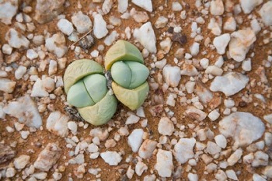 Succulents and Quartz Cape Province Art Print by Ralph H. Bendjebar