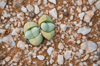 Succulents and Quartz Cape Province Art Print by Ralph H. Bendjebar