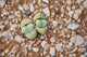 Succulents and Quartz Cape Province Art Print by Ralph H. Bendjebar