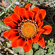 Close-Up of a Spring Flower Poster Print by Ralph H. Bendjebar