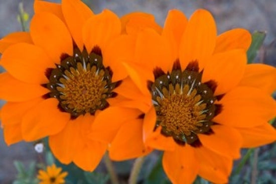 Two Orange Spring Flowers Poster Print by Ralph H. Bendjebar