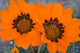 Two Orange Spring Flowers Poster Print by Ralph H. Bendjebar