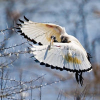 Sacred Ibis bird poster print by Ralph H. Bendjebar, showcasing the beauty of nature.