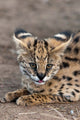 Serval Cat Poster Print from Kapama Game Reserve, South Africa by Sergio Pitamitz.