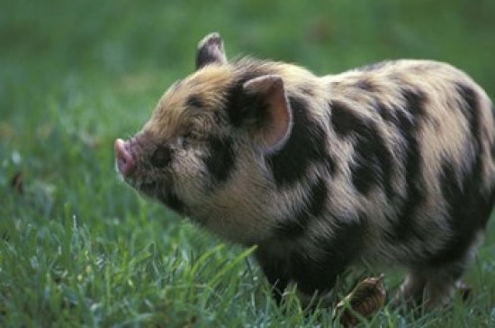Domestic Farmyard Piglet Poster Print by Stuart Westmorland, showcasing a cute piglet in a rural setting.