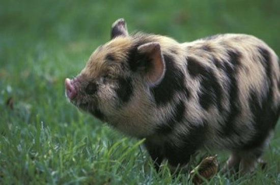 Domestic Farmyard Piglet Poster Print by Stuart Westmorland