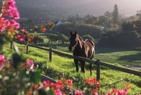Constantia Winery Poster Print by Stuart Westmorland showcasing lush vineyards in Cape Town, South Africa.