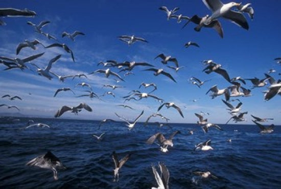 Kelp Gulls in South Africa Poster Print by Stuart Westmorland