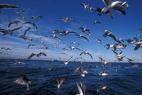 Kelp Gulls in South Africa Poster Print by Stuart Westmorland
