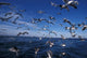 Kelp Gulls in South Africa Poster Print by Stuart Westmorland