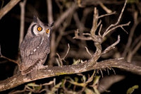 Spotted Eagle Owl Poster Print by Stuart Westmorland, showcasing the beauty of wildlife photography.
