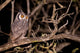 Spotted Eagle Owl Poster Print by Stuart Westmorland, showcasing the beauty of wildlife photography.