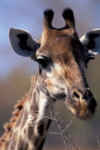 Close-up of Giraffe Feeding poster print showcasing the beauty of wildlife in South Africa.