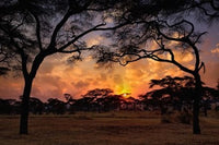 Acacia Forest Sunset Poster Print - Tarangire National Park, Tanzania by Adam Jones