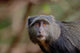 Blue Monkey poster print from Lake Manyara National Park, Tanzania, by Adam Jones.