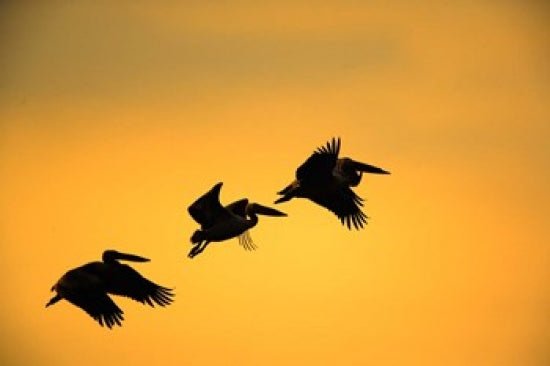 White Pelican birds at Lake Manyara National Park poster print