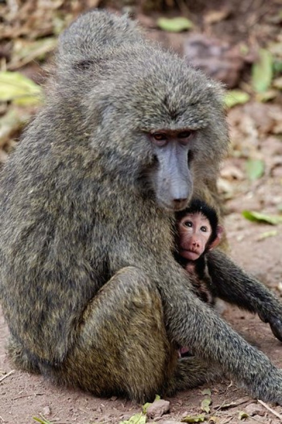 Olive Baboon Poster Print from Lake Manyara National Park, Tanzania
