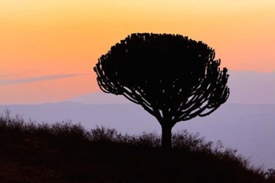 Candelabra Tree at Sunrise poster print featuring Ngorongoro Crater in Tanzania.