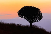 Candelabra Tree at Sunrise poster print featuring Ngorongoro Crater in Tanzania.