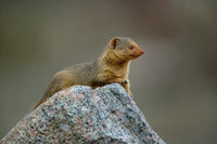 Dwarf Mongoose poster print from Serengeti National Park in Tanzania.