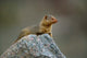 Dwarf Mongoose poster print from Serengeti National Park in Tanzania.