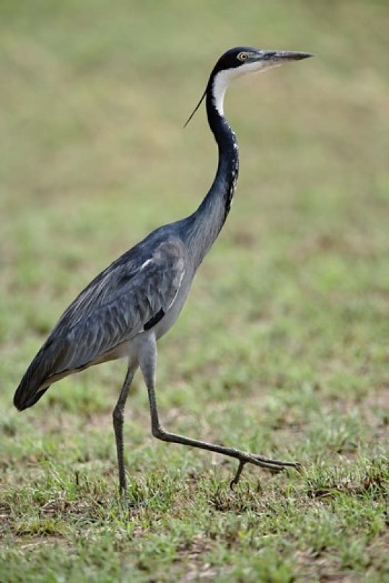 Black-headed Heron Poster Print from Serengeti National Park by Adam Jones