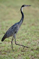 Black-headed Heron Poster Print from Serengeti National Park by Adam Jones
