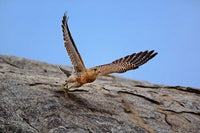 Kestrel in Serengeti National Park art print by Adam Jones
